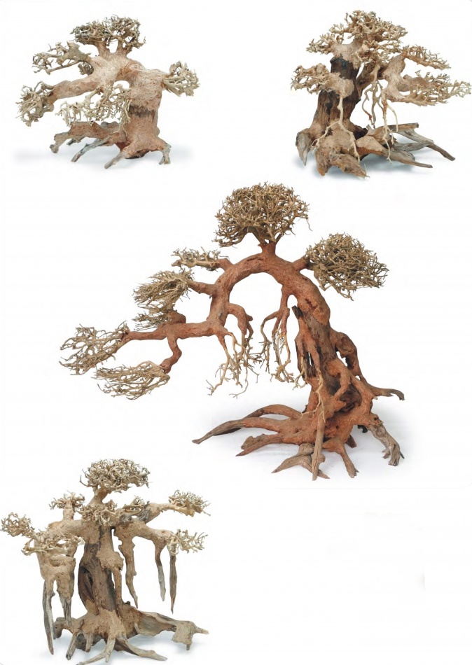Bonsai wood S 15-22 cm