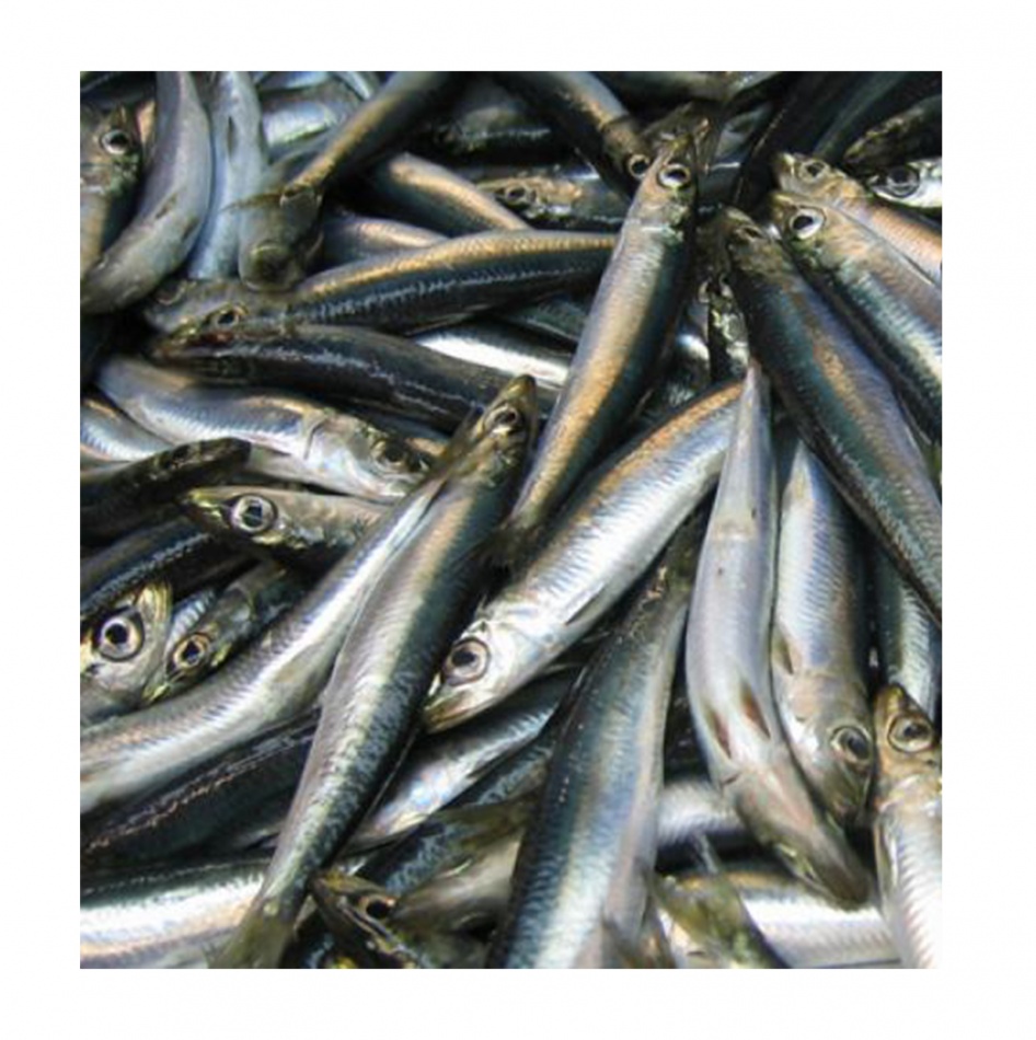 Clupea harengus 18/24cm - 24kg