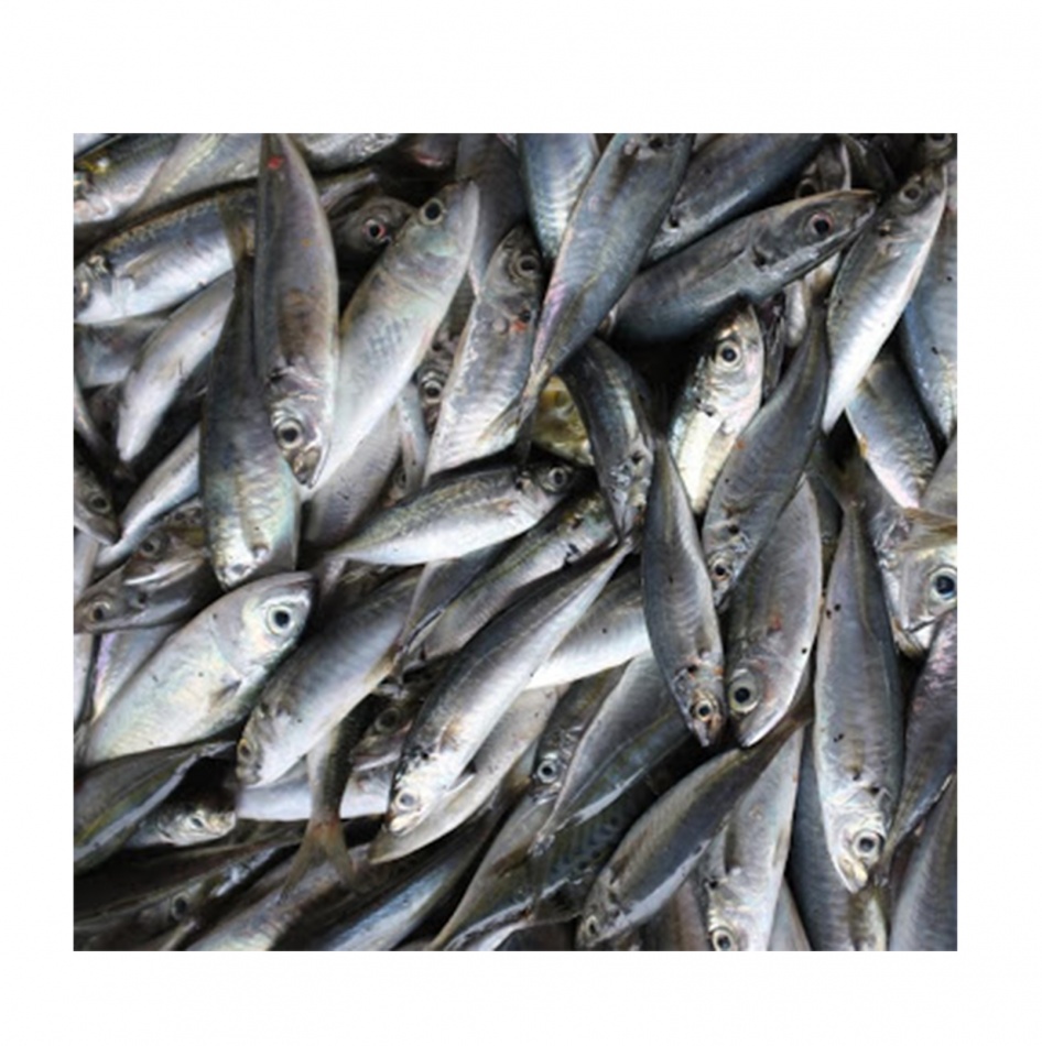 Sardine IQF - 18/23cm, pret/kg