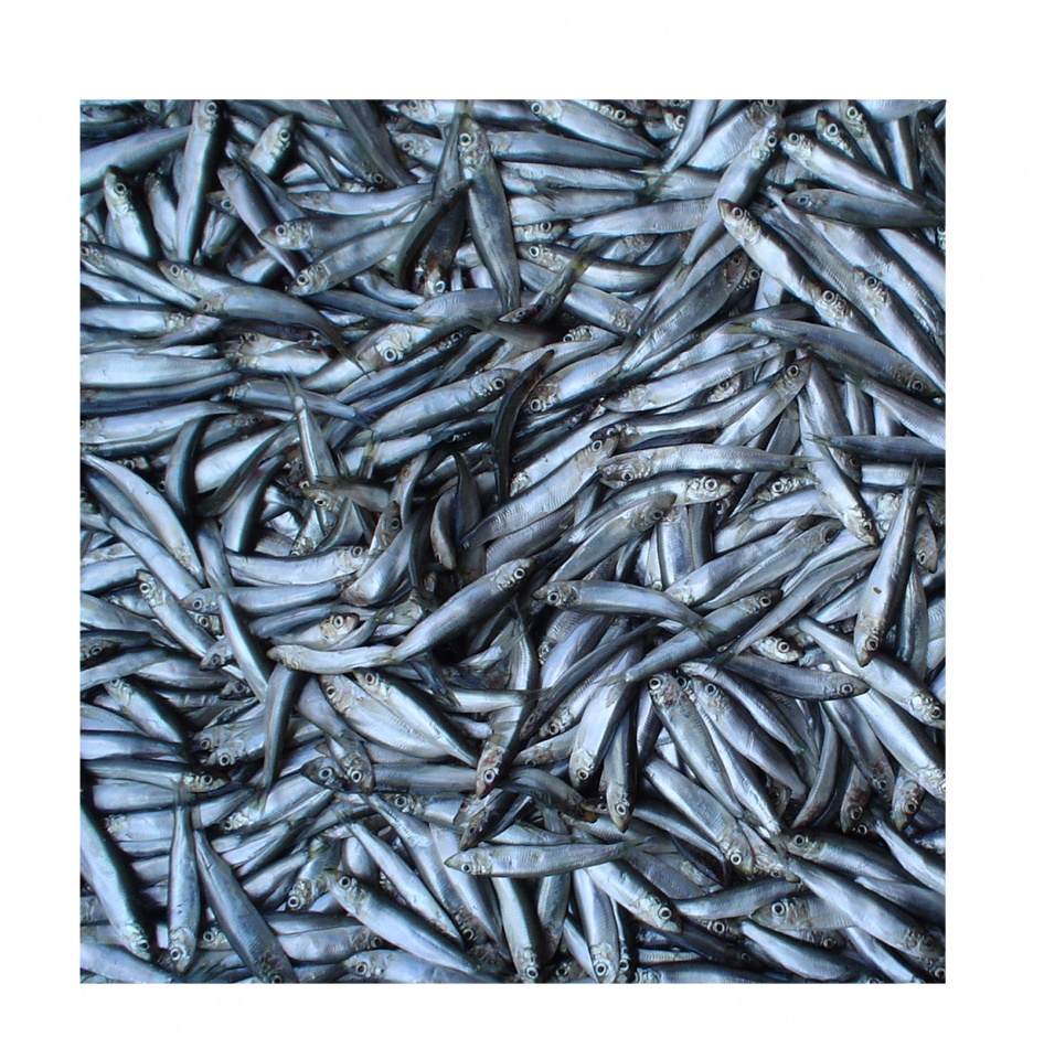 Sprot IQF 6/9cm - 10kg, pret/kg