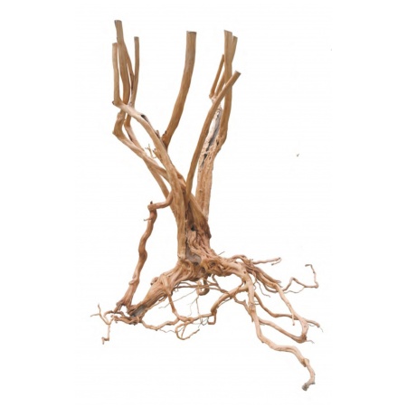 Radacina Red Moor Stump