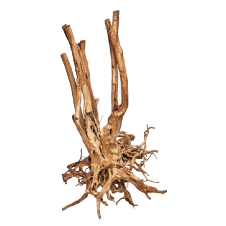 Radacina Red Moor Stump