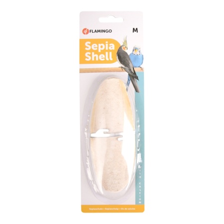 Os sepie SEPIA SHELL ON CARD L 15cm