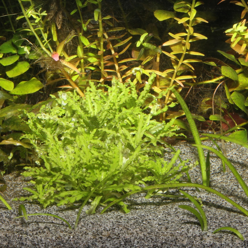 Substrat natural acvariu JBL Sansibar GREY 5 kg