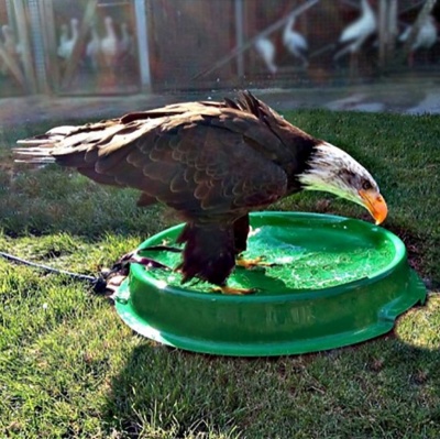Aussie Bath for raptors