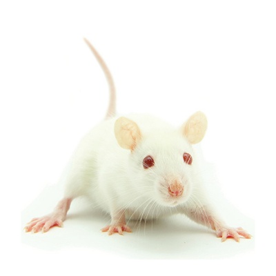 Mice (hoppers) 12/22g - 6kg, pret/kg