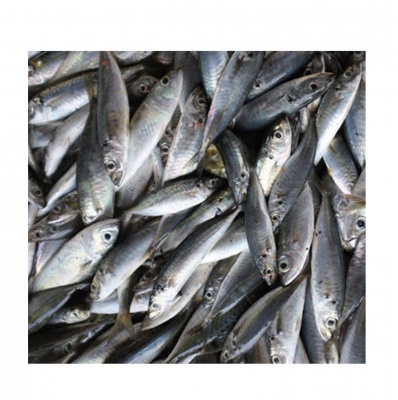 Sardine IQF - 18/23cm, pret/kg