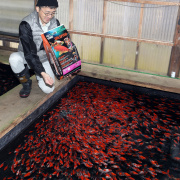 Hrana pesti iaz JBL ProPond Goldfish M 1,7 kg