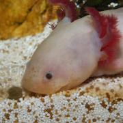 Hrana axolotl acvariu JBL ProNovo LOTL GRANO M 250 ml CLICK
