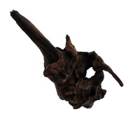 Radacina Drift Wood