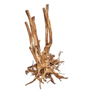 Radacina Red Moor Stump