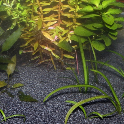 Substrat natural acvariu JBL Sansibar BLACK 10 kg