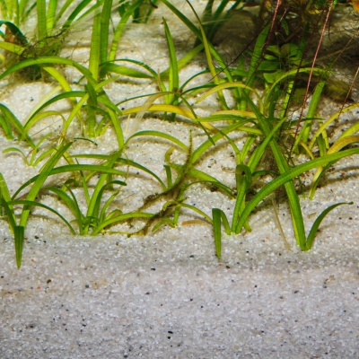 Substrat natural acvariu JBL Sansibar RIVER 10 kg
