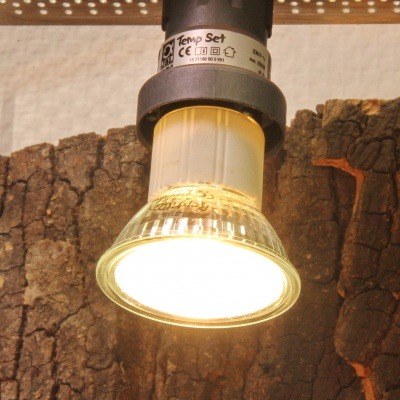JBL ReptilDay Halogen 100W 