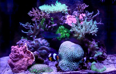 Red Sea Reef LED 90W 
