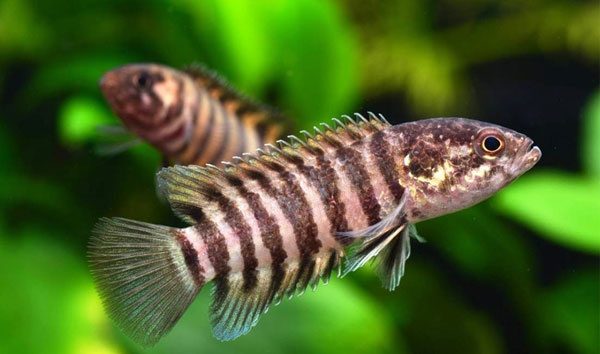 Microctenopoma nanum