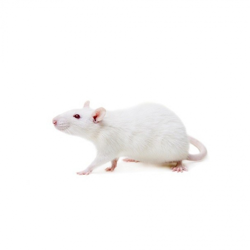 Small rats 50/100g - 6kg, pret/kg