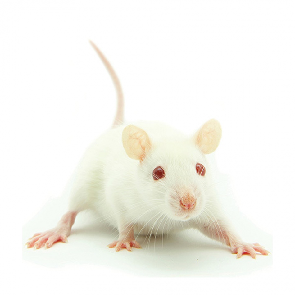 Mice (adult) 18/30g - 6kg, pret/kg