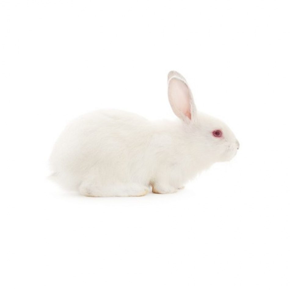 Rabbits small -  pana la 2kg, pret/kg