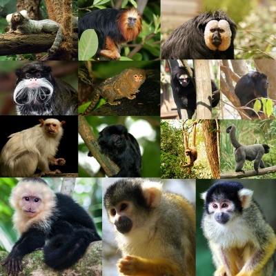 Kasper Primate GO 2 pellets 8mm - 20kg