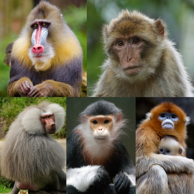 Kasper Primate GO 2 pellets 8mm - 20kg