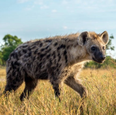 Aussie Hyena Enrichment Toy