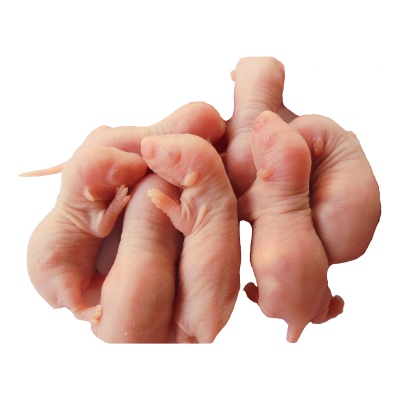 Pinkies (baby mice) 2/3g -100buc punga, pret/kg