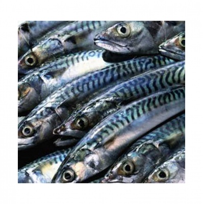 Scomber scombrus IQF 22/25cm - 25kg, pret/kg