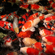 Hrana pesti iaz JBL ProPond Autumn S 0.5 kg