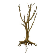 Radacina acvariu Thailand tree