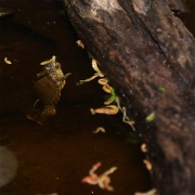 Hrana testoase JBL PROTERRA BABY 250 ml