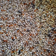 Hrana Perusi KING PARAKEET 20kg