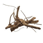 Radacina Spider Wood