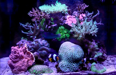 Red Sea Reef LED 50W 